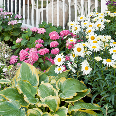 Perennial Flowers, Daylilies, & Hostas